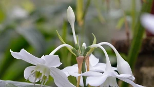 Fot. Lilia amazońska (Eucharis amazonica) / 123RF/PICSEL