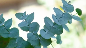 Fot. Eukaliptus (Eucalyptus) / 123RF/PICSEL