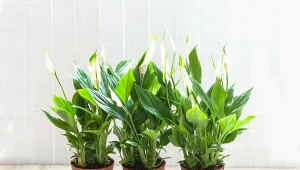 Fot. Skrzydłokwiat / 123RF/PICSEL