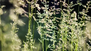 Śmiałek darniowy (Deschampsia cespitosa) to ciekawa trawa ozdobna.