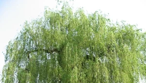 Salix × sepulcralis 'Chrysocoma' (syn. Salix alba 'Tristis'). Fot. Wikimedia Commons, Author: Liné1, CC BY 3.0