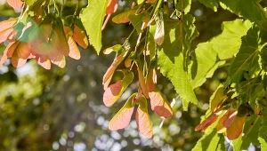 Klon zwyczajny (Acer platanoides).