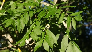 Fot. 123RF/PICSEL/Fraxinus excelsior