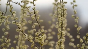 Wierzba purpurowa (Salix purpurea)