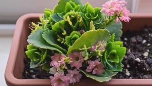 Fot. Kalanchoe Blossfelda (Kalanchoe blossfeldiana) / 123RF/PICSEL