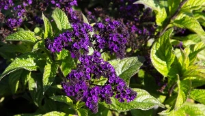 Fot. Heliotrop peruwiański (Heliotropium peruvianum) / 123RF/PICSEL