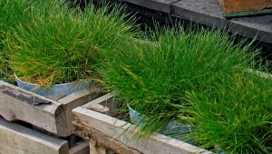 Fot. 123RF/PICSEL/Festuca gautieri