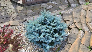 Fot. 123RF/PICSEL/Picea pungens Glauca Globosa