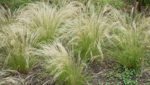 Fot. 123RF/PICSEL/Stipa tenuissima