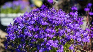 Fot. Lobelia (lobelia) / 123RF/PICSEL