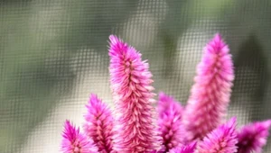 Fot. Celozja (celosia) / 123RF/PICSEL