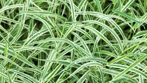 Fot. Turzyca trójdzielna (Carex trifida) / 123RF/PICSEL