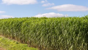 Miskant olbrzymi (Miscanthus x giganteus).