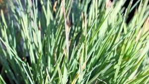 Fot. Strzęplica sina (Koeleria glauca)/ 123RF/PICSEL