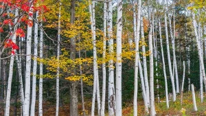 Fot. 123RF/PICSEL/Betula papyrifera