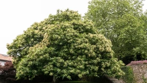 Fot. 123RF/PICSEL/Castanea sativa Mill