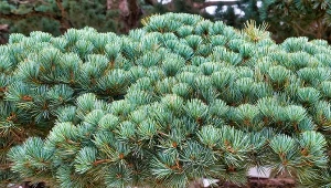 Sosna drobnokwiatowa (Pinus parviflora).