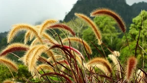 Fot. Imperata cylindryczna (Imperata cylindrica) / 123RF/PICSEL