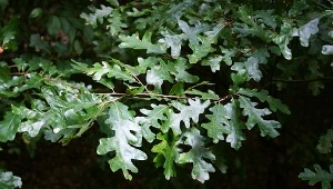 Fot. 123RF/PICSEL/Ulistnienie dębu burgundzkiego/CC BY-SA 3.0/https://commons.wikimedia.org/