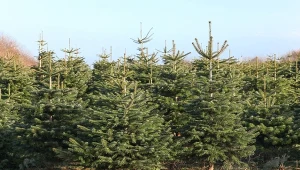 Fot. 123RF/PICSEL/Abies nordmanniana