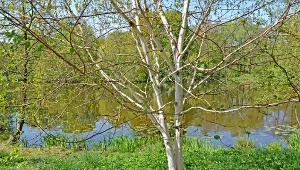 Fot. 123RF/PICSEL/Kwitnąca brzoza pożyteczna (Betula utilis D.Don)