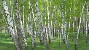 Fot. 123RF/PICSEL/Betula pendula