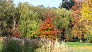 Dąb czerwony (Quercus rubra).