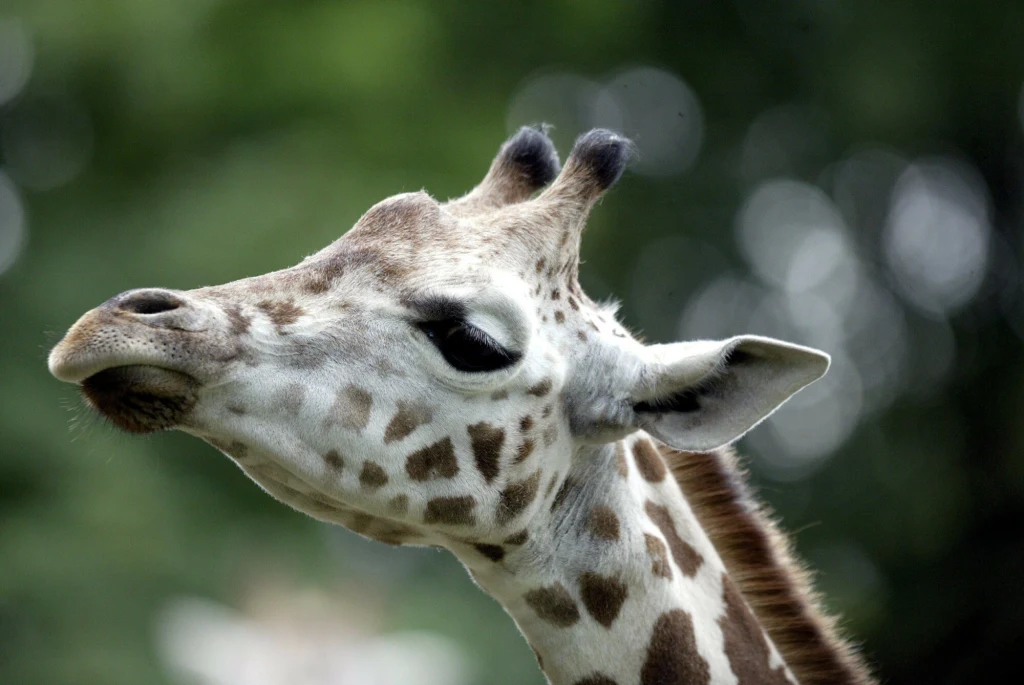Mała żyrafa, która urodziła się w poznańskim zoo żyła tylko 9 dni Mała żyrafa, która urodziła się w poznańskim zoo żyła tylko 9 dni