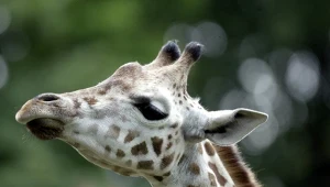 Mała żyrafa, która urodziła się w poznańskim zoo żyła tylko 9 dni