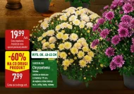 Chryzantema Gardenline