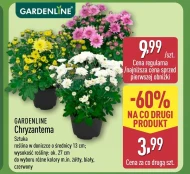 Chryzantema Gardenline