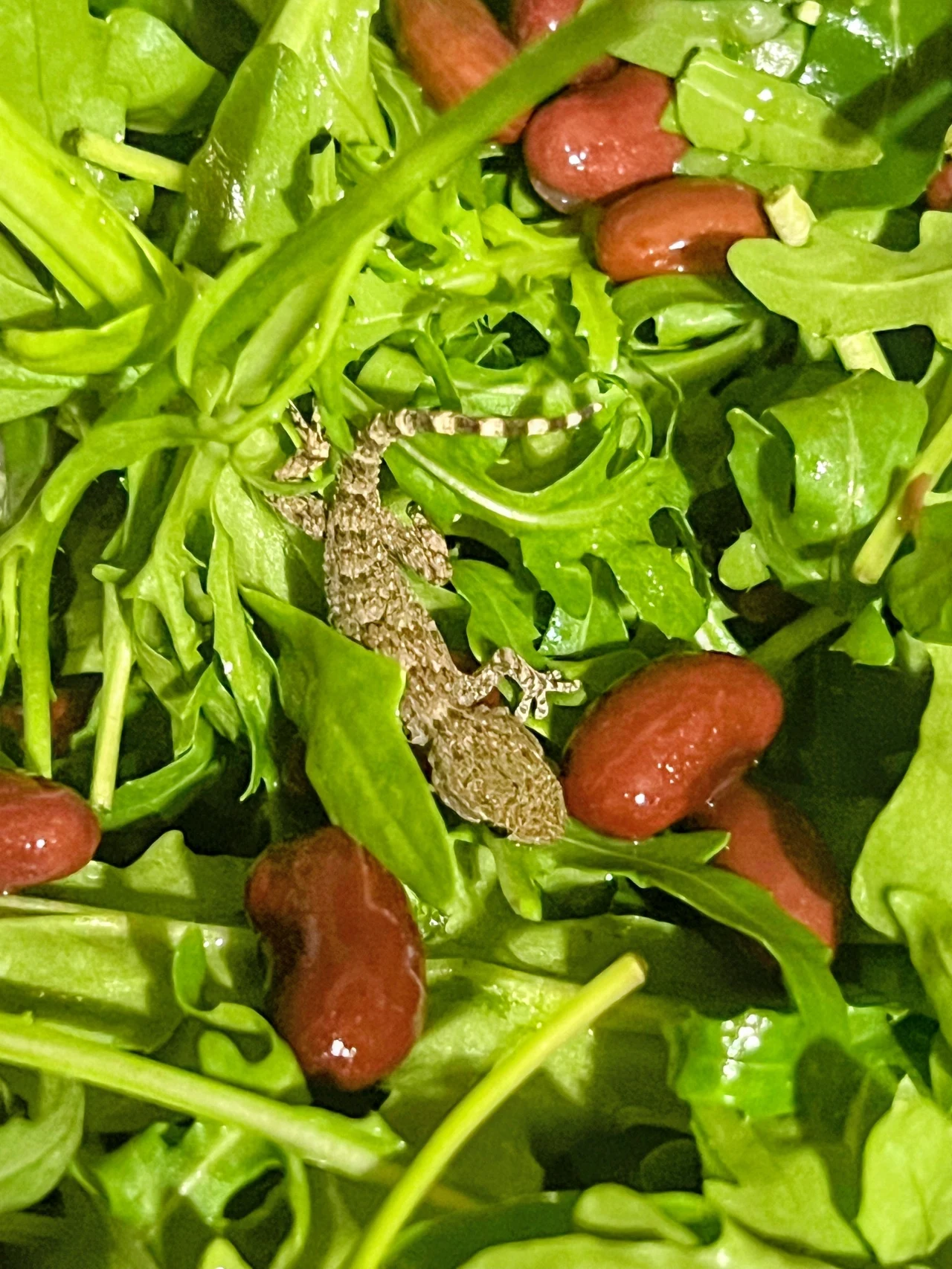 Gekon znaleziony w rukoli z Lidla (fot. Facebook/Fundacja Epicrates) Na liściach świeżej rukoli oraz wśród czerwonych fasolek znajduje się niewielka jaszczurka o szarej, łuskowatej skórze.