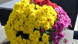 Mało znany sposób, który pomaga chryzantemom rozkwitnąć. Do tego je wzmacnia i chroni przed mrozem