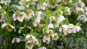 Niektóre ciemierniki zaczynają kwitnąć już w listopadzie. Jak o nie dbać, żeby długo zachwycały?