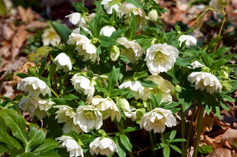 Jakie odmiany ciemierników są najpiękniejsze