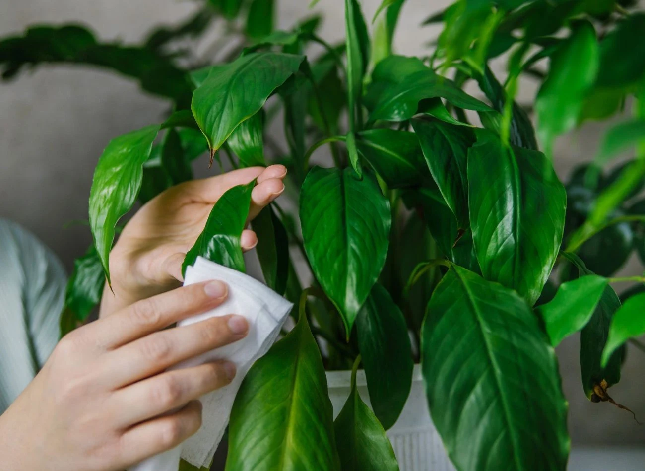 Odpowiednio rozcieńczony szampon do włosów doskonale sprawdzi się do usuwania kurzu z liści kwiatów doniczkowych.