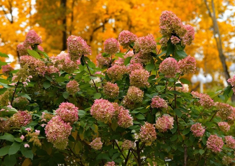 Nie zapomnij przygotować swoich hortensji na zimę.