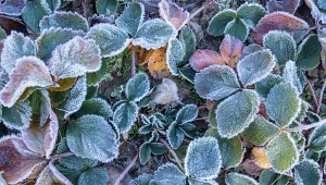 Jeśli truskawki nie są odpowiednio zabezpieczone, mogą nie przetrwać dużych mrozów.