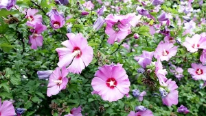Jak przygotować do zimy ketmię syryjską, czyli hibiskusa ogrodowego?