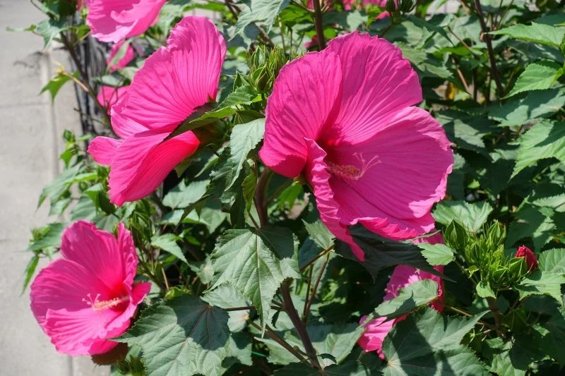 Hibiskus bylinowy przetrwa zimę w gruncie po odpowiednim przygotowaniu