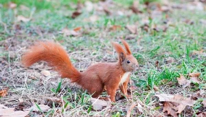 Jak przyciągnąć wiewiórki do ogrodu?