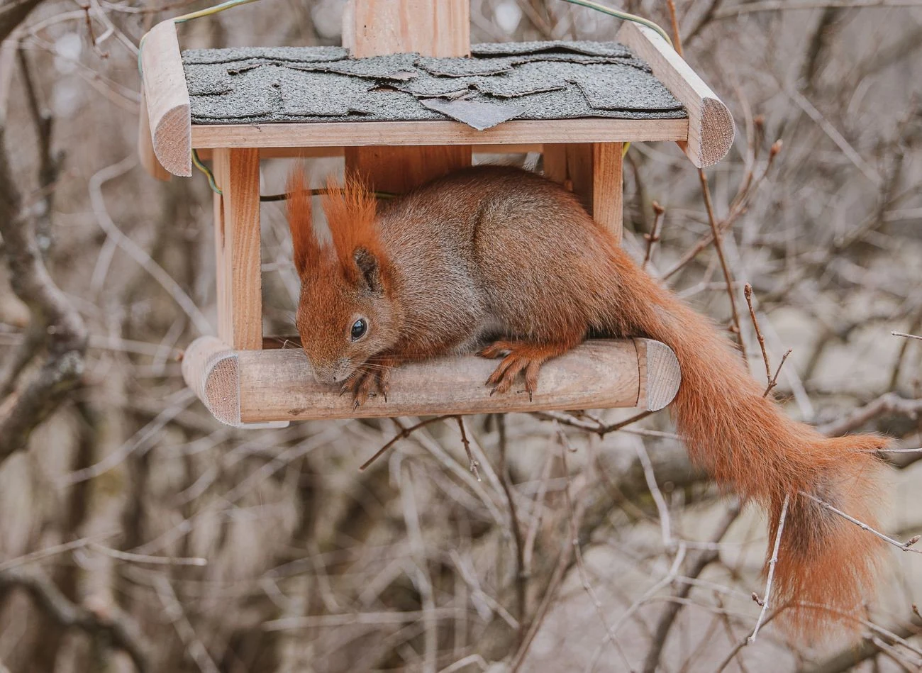 Tylko mądre dokarmianie wiewiórek może im pomóc przetrwać trudny zimowy czas