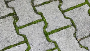 Jak skutecznie pozbyć się mchu z kostki brukowej domowym sposobem?
