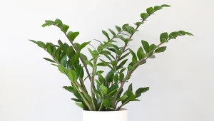 Podpowiadamy, jak pielęgnować zamiokulkasa jesienią.