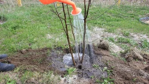 Jesień to dobry czas na sadzenie drzew i krzewów owocowych.