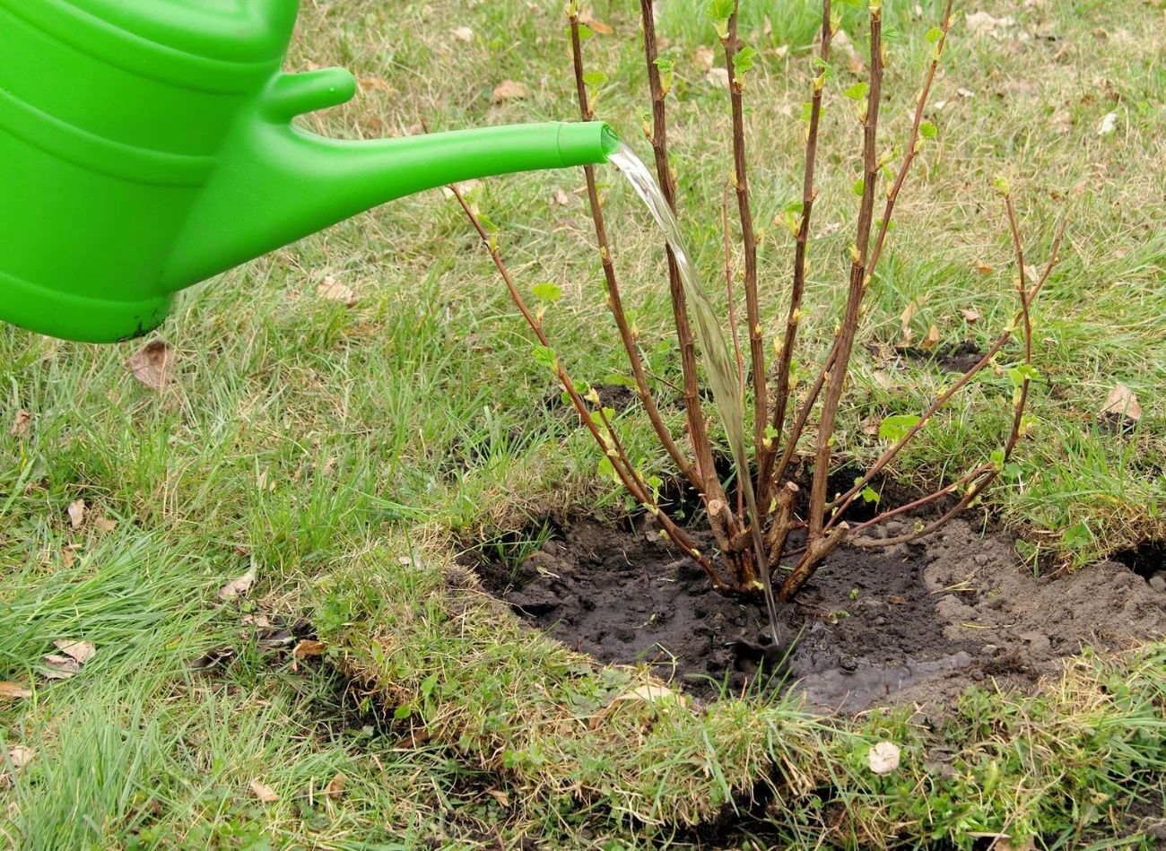 Po posadzeniu zarówno drzew, jak i krzewów, trzeba zadbać o ich odpowiednie nawodnienie. Fot. lianem/123RFR.com