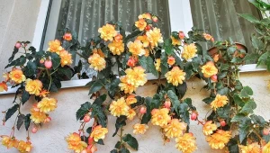 Begonie bulwiaste zimą. Jak je chronić przed mrozem i chorobami