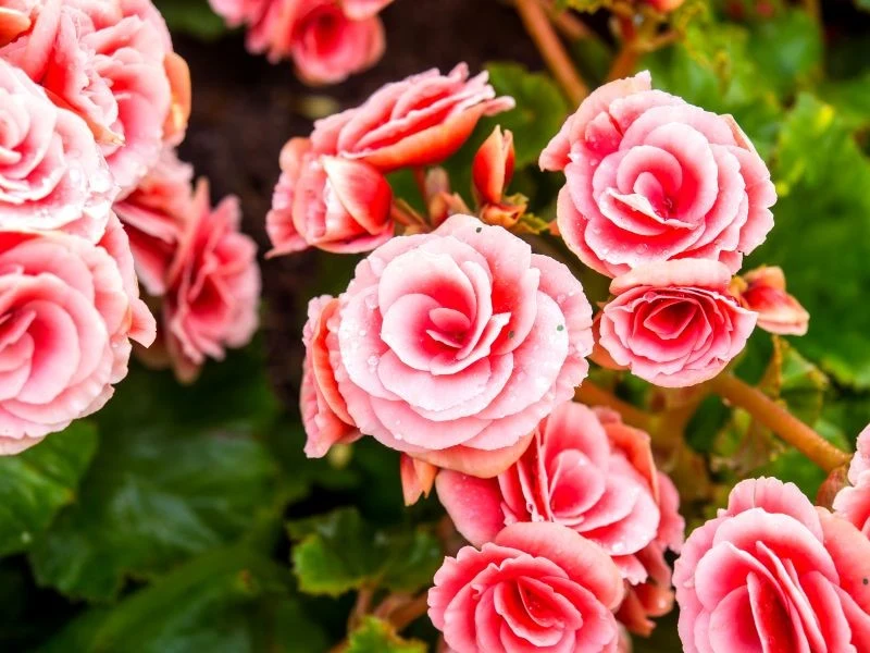 Begonie domowe, zwłaszcza , zimują w doniczkach.