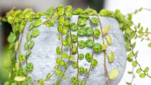 Liście peperomii są nie do podrobienia, przypominają nieco skorupę żółwia. Fot. Simol/Canva Pro