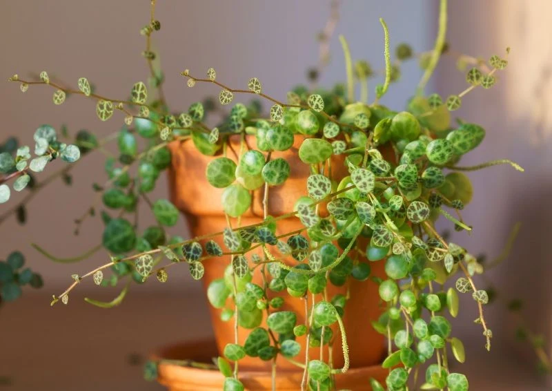 Peperomia prostrata to nieoczywisty gatunek do hodowania w doniczce.